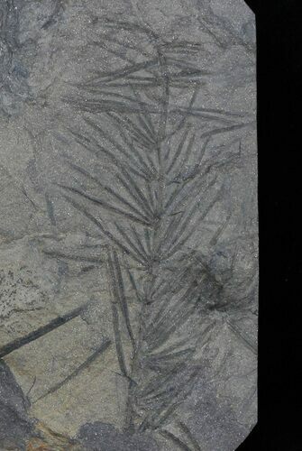 Pennsylvanian Horsetail (Asterophyllites) Fossil - France #31953